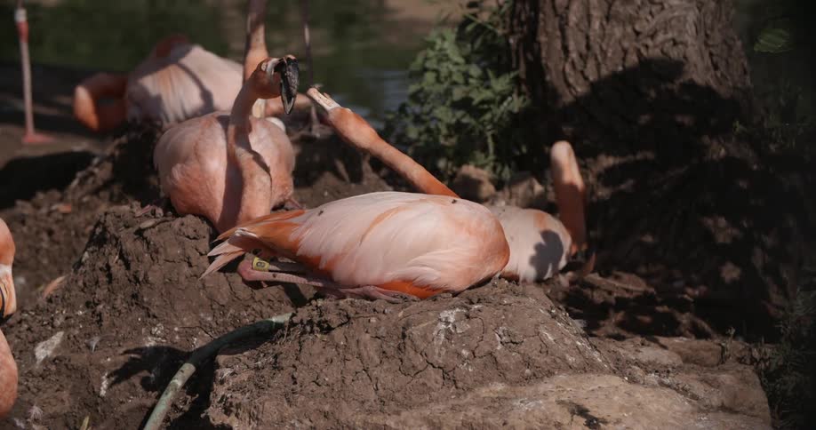 Flamingos laying on rocks near the water in the sun