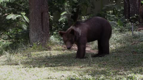A bear cub is looking for food