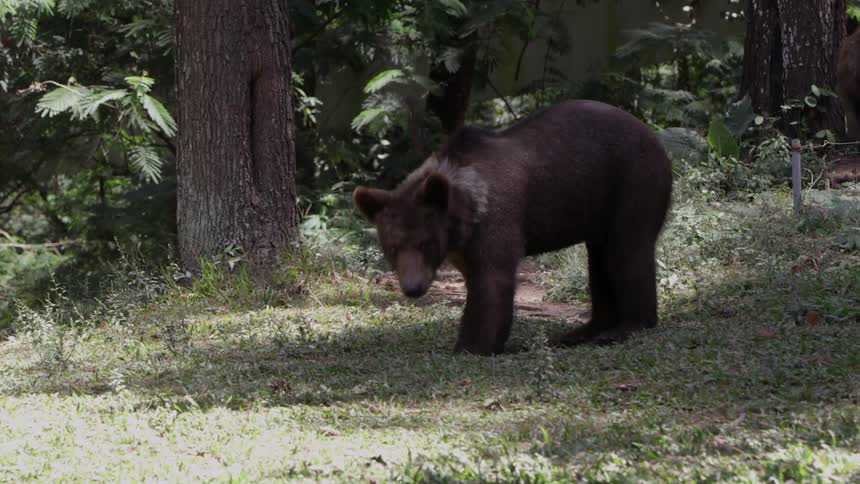 A bear cub is looking for food