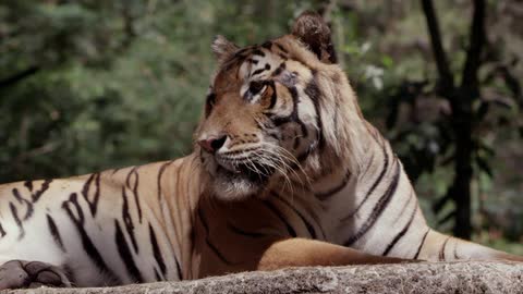A tiger lays on the ground