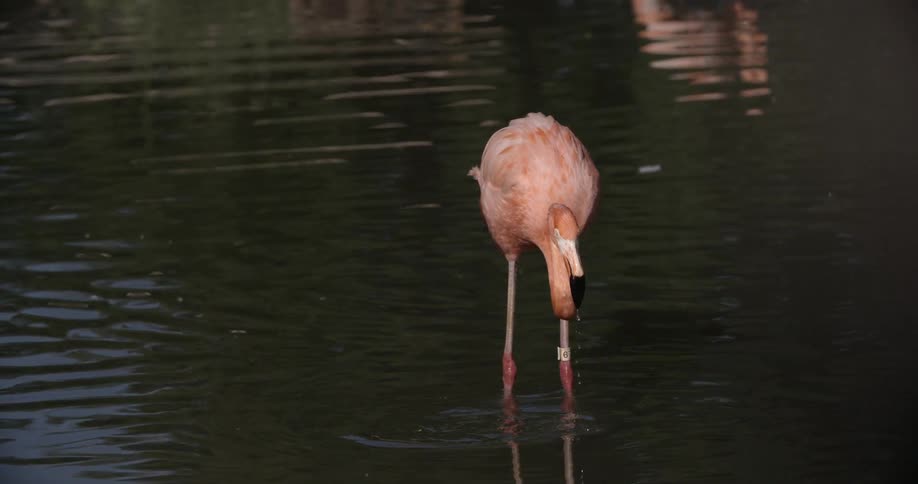 A flamingo in the water