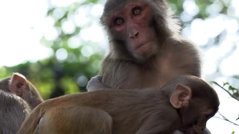 A monkey looking around