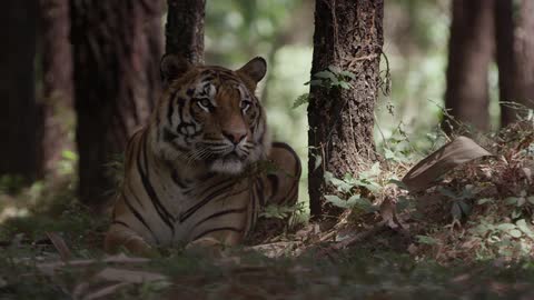 A tiger is sitting underneath trees