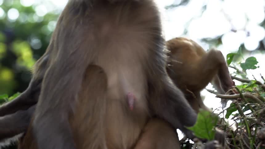 Monkeys groom and sit in a tree