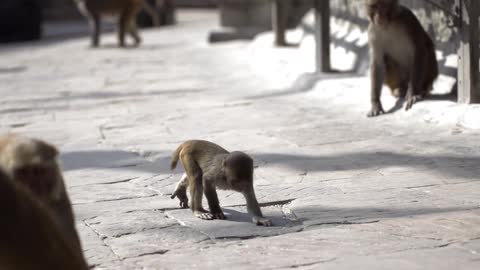 A pack of monkeys sitting while others walk and a young monkey stops to explore something in the road