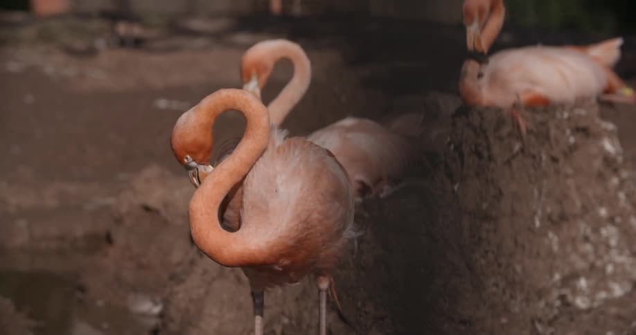 Three pink flamingos sleeping in the dirt