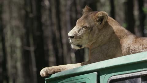 A lioness sitting in the sun