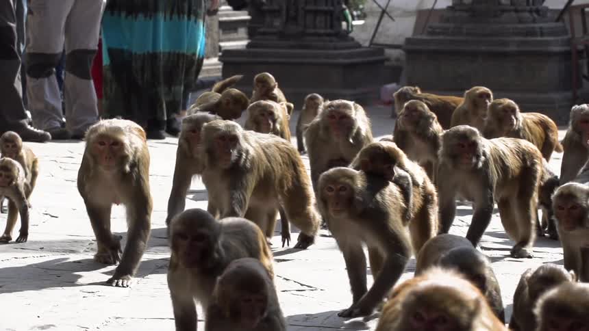 A group of monkeys walk by spectators