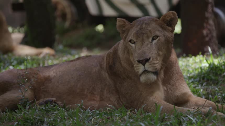 A lioness sitting in the shade