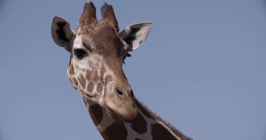 A giraffe (head only) shown against a pure blue sky