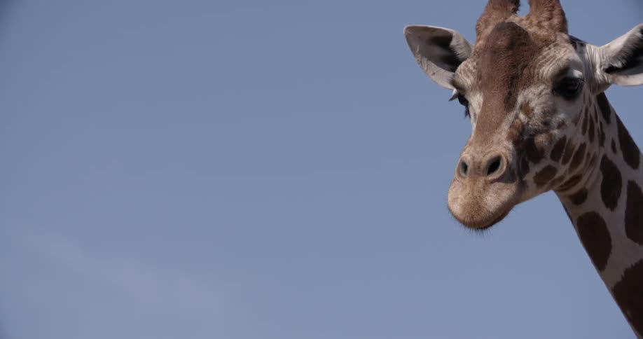 Giraffe standing on a clear day