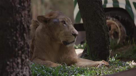 A lioness sitting in the shade