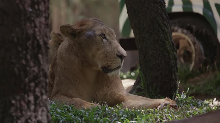 A lioness sitting in the shade