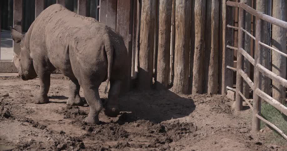 A rhino walking in the sun