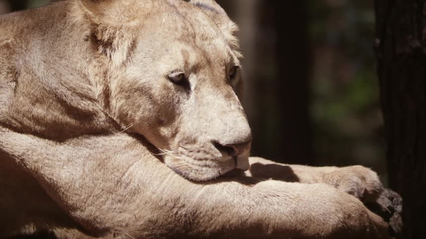 A lioness sitting in the sun