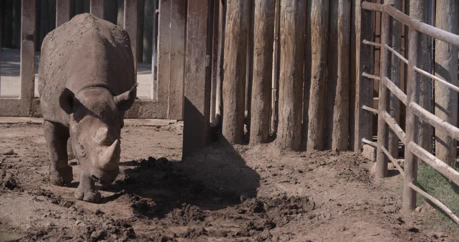 A rhinoceros walks in an enclosed area
