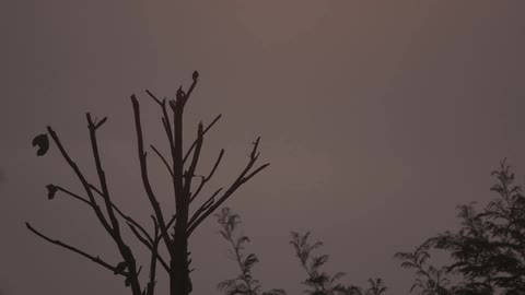 Small bird landing and flying away from a bare tree branch