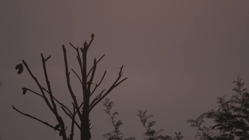 Small bird landing and flying away from a bare tree branch