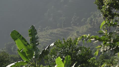 A view of a lush, tropical valley