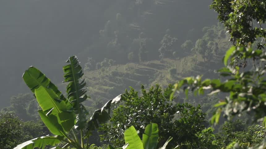A view of a lush, tropical valley