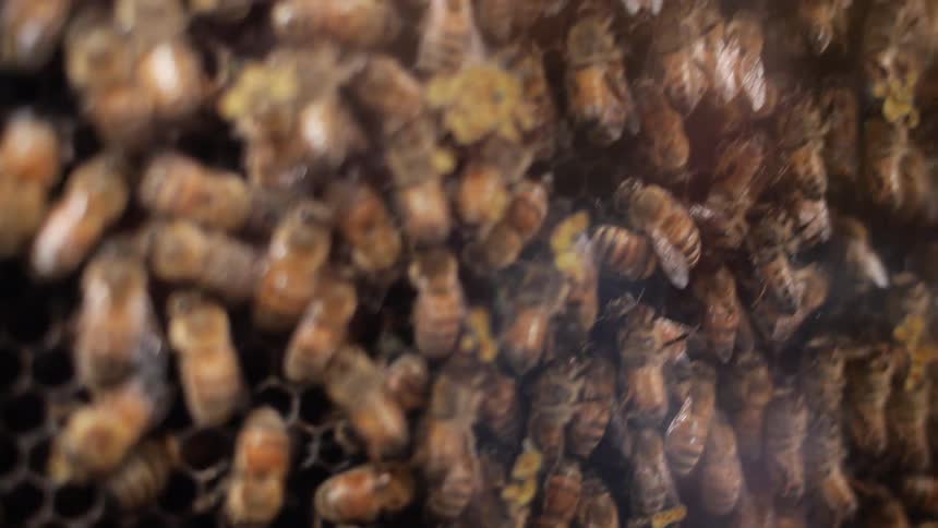 A cluster of bees