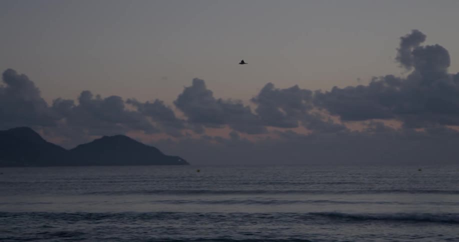 A bird flies over the ocean at dusk with hills in the distance