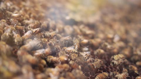 Honeybees swarm in a hive