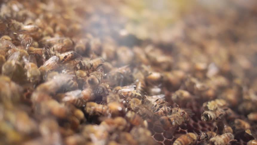 Honeybees swarm in a hive