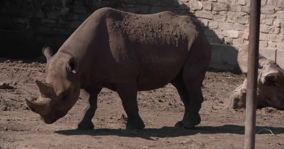 A rhino walks in the dirt in a barren enclosure