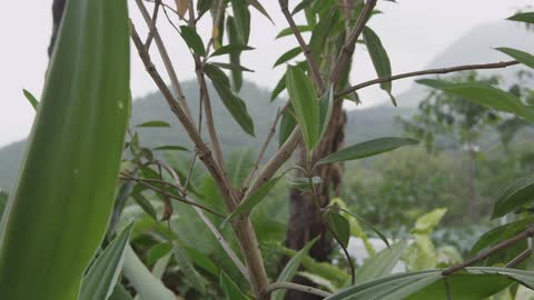 Green leaves grow in the wilderness