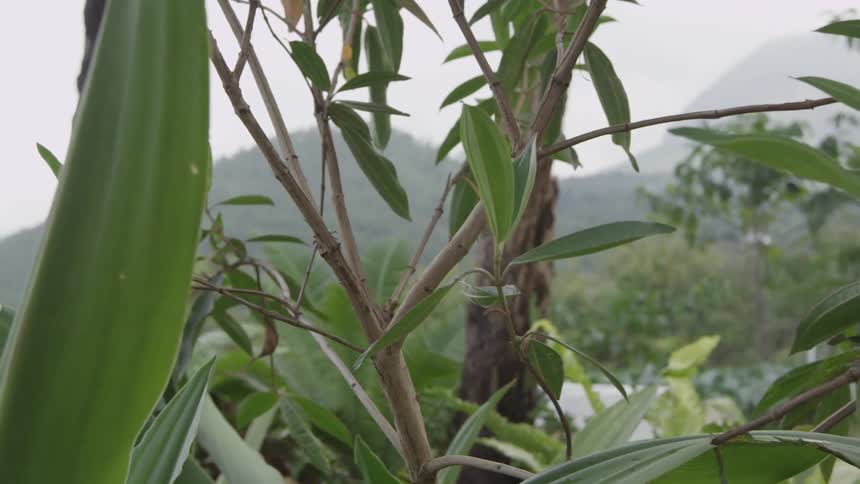 Green leaves grow in the wilderness