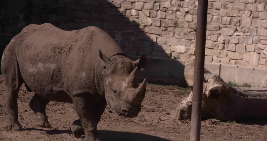 A rhino walking in the dirt in a barren enclosure surrounded by a stone wall