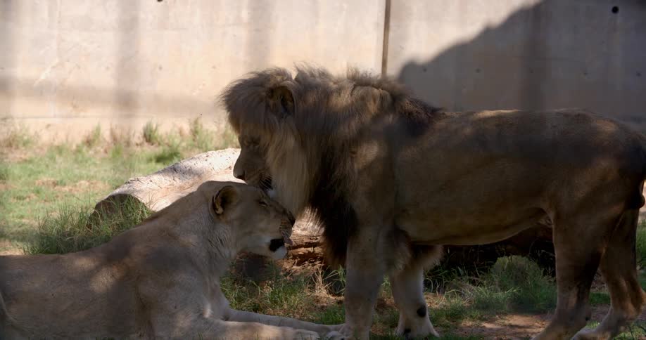 A lion zoo cuddling at the cage
