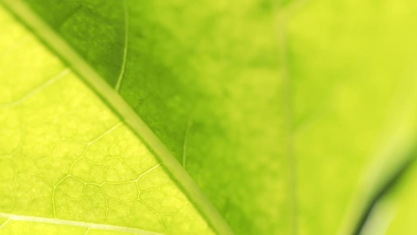 Close up of a bright yellow-green leaf with veins