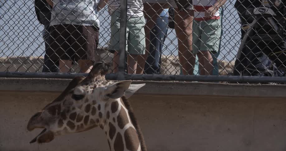 A giraffe at the zoo