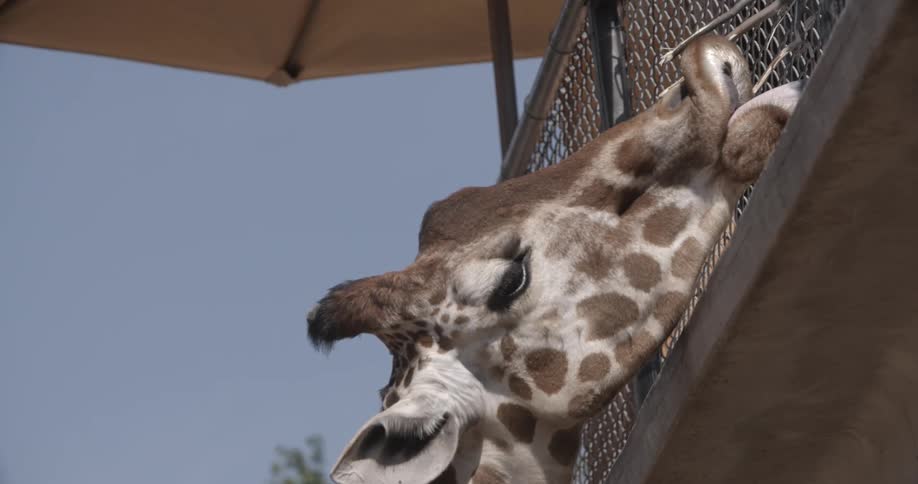 A giraffe eating some twigs