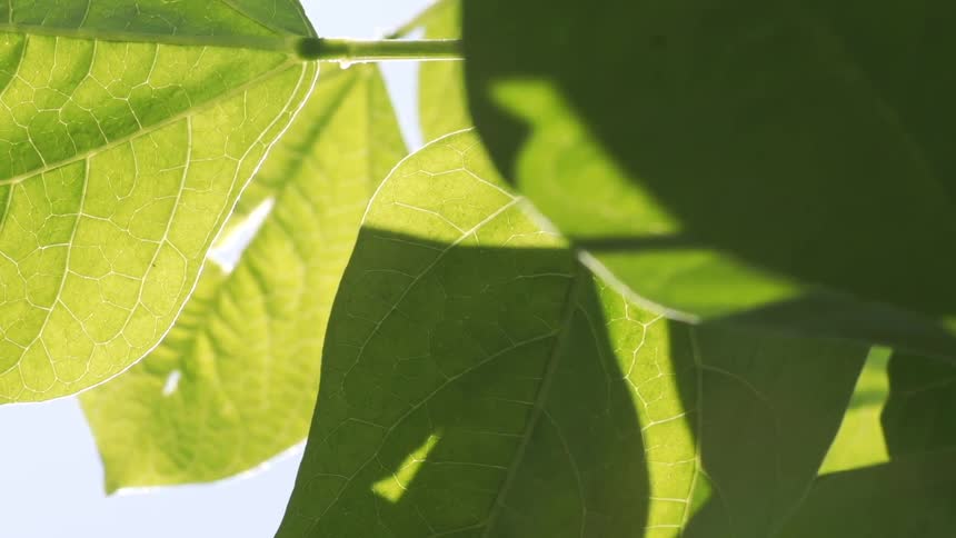 Light shines through large leaves