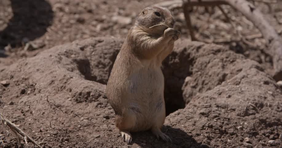 A groundhog stands by its hole eating some vegetation