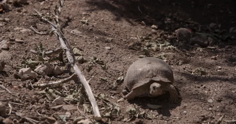 A tortoise walks in the dirt