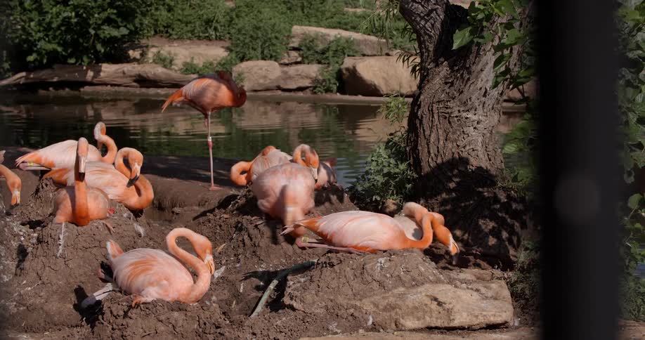 Large group of flamingos resting on a river bank