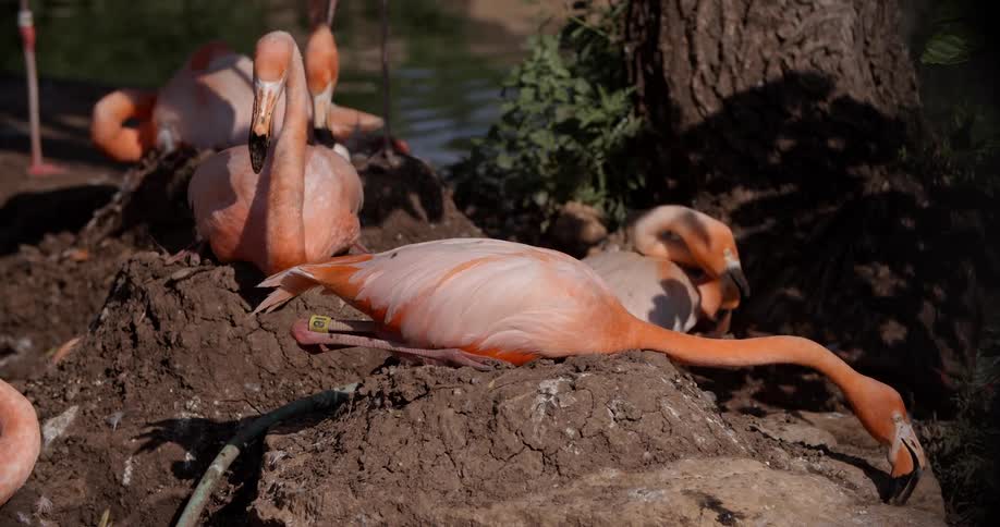 Flamingos laying on rocks near the water in the sun