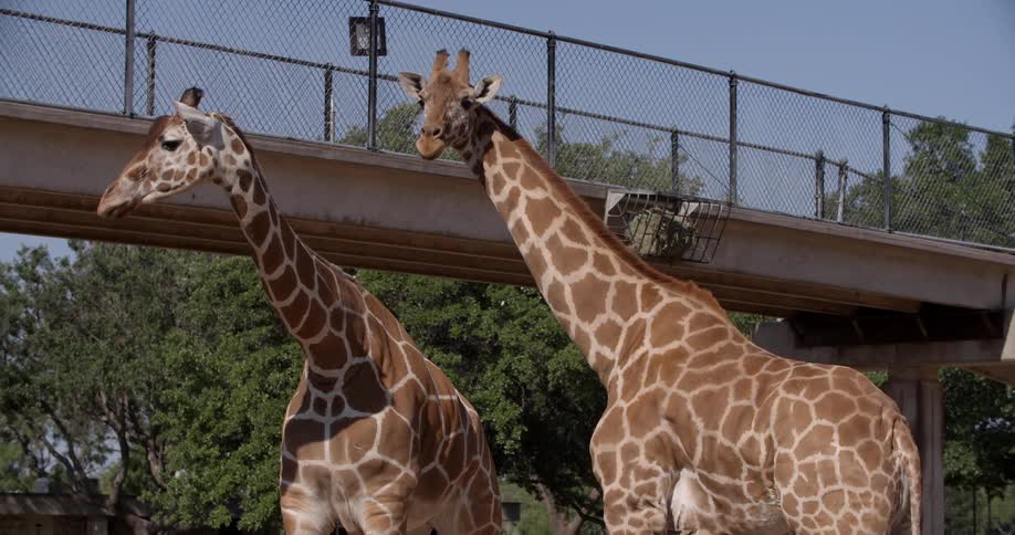 Two giraffes standing next to a walkway bridge