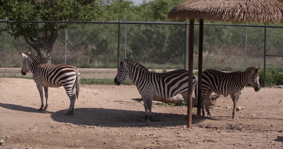 Zebras standing outside