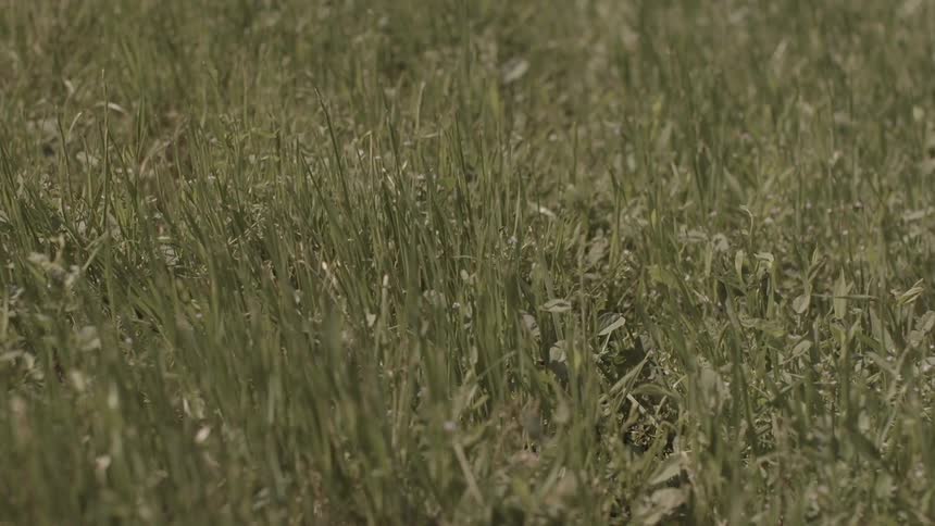 A person running in the grass