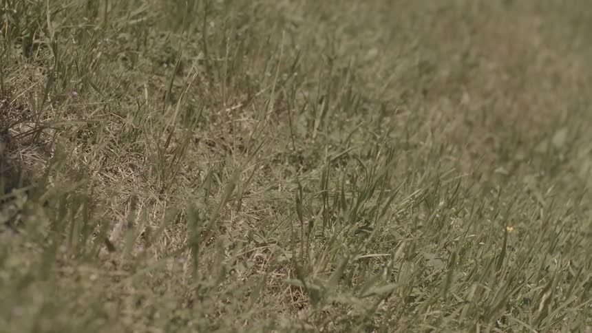 The feet and legs of a girl in a white dress shown running across grass