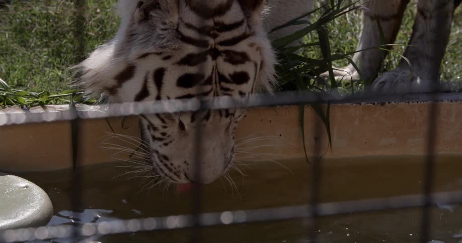 A white tiger drinks from a trough in a zoo enclosure