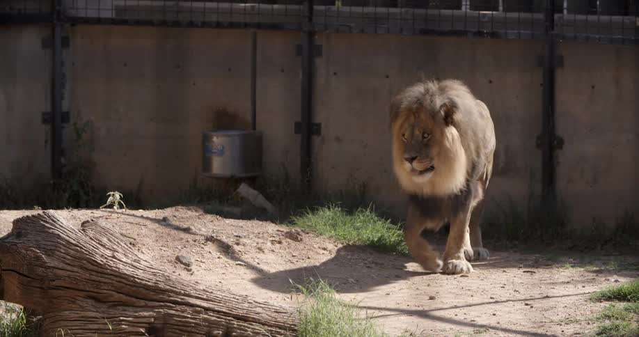 A lion walks around a walled-in area