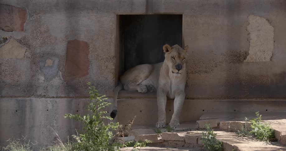A lioness sitting in the shade