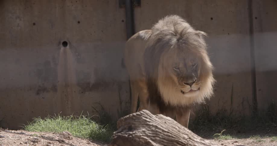A lion pacing in the sun