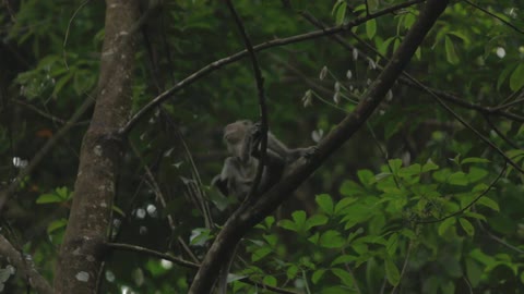 Long-tailed monkey jumping from tree to tree